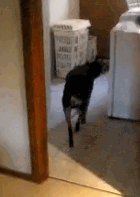 vk_com_public_animal_gif_0016
