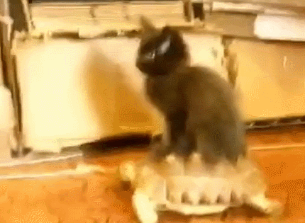 vk_com_public_animal_gif_0022