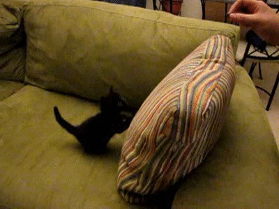 vk_com_public_animal_gif_0013