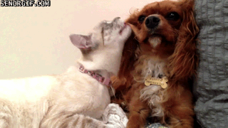 vk_com_public_animal_gif_0010