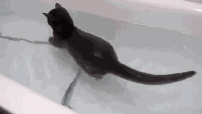 vk_com_public_animal_gif_0047