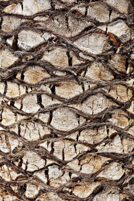 кора пальмы