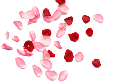 optimized-rose