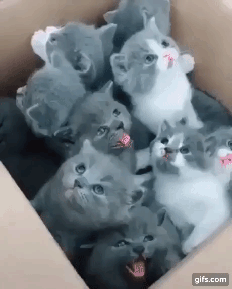 vk_com_animal_gif_2019_01650
