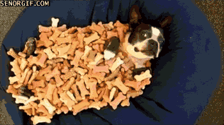 vk_com_public_animal_gif_0077