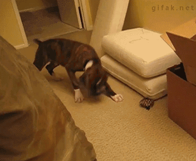 vk_com_public_animal_gif_0179