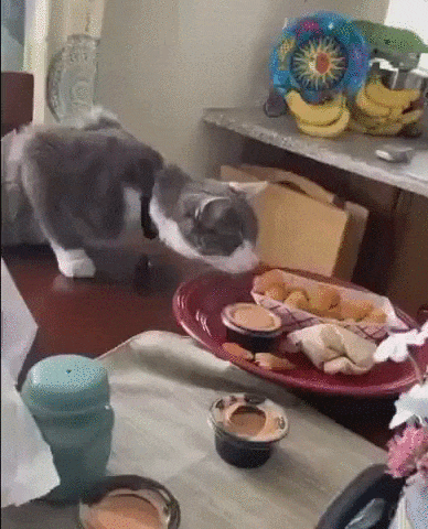 kote