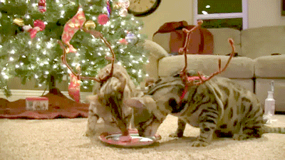 vk_com_public_animal_gif_0048