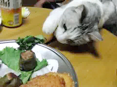 vk_com_public_animal_gif_0104