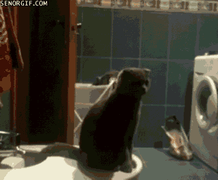 vk_com_public_animal_gif_0178
