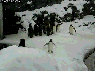 vk_com_public_animal_gif_0174