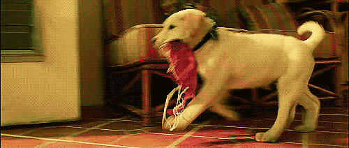 vk_com_public_animal_gif_0177