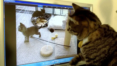 vk_com_public_animal_gif_0169