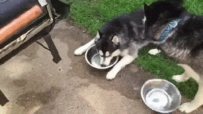 gif2944