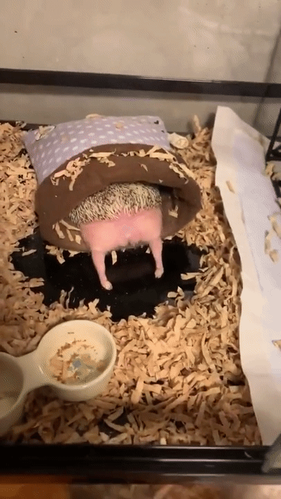 ezgif-6-4a8d9926d796-1574683649