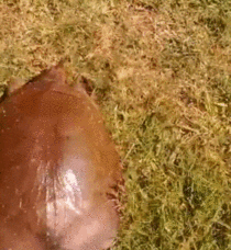 WanWelltodoAnnelida-mobile11111-1575962687