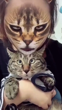 Кот растерян