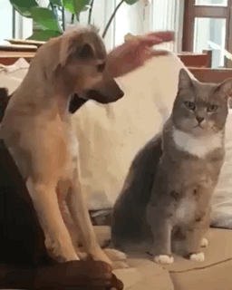 kote