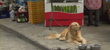 vk_com_animal_gif_0478