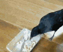 vk_com_animal_gif_0481