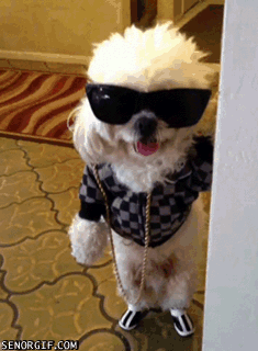 vk_com_animal_gif_0499