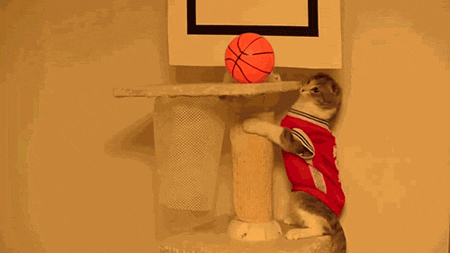 vk_com_public_animal_gif_0242