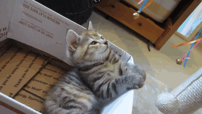 vk_com_public_animal_gif_0290