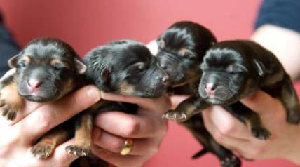 article1140665035E60DB000005DC392_468x286