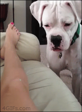 vk_com_animal_gif_0578