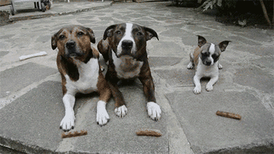 vk_com_animal_gif_0579