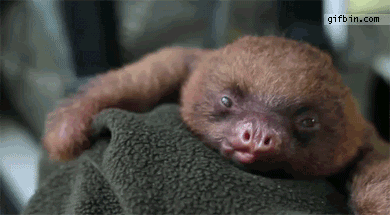 lemur_pokazyvaet_yazyk