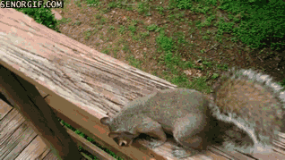 vk_com_animal_gif_0667