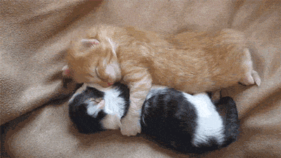 vk_com_animal_gif_0726