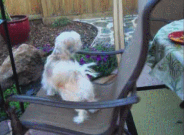 vk_com_animal_gif_0756