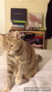 vk_com_public_animal_gif_0068