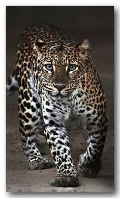 Леопард