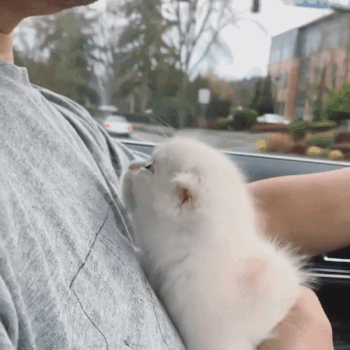kote