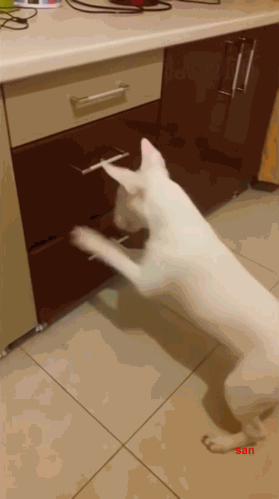 kote