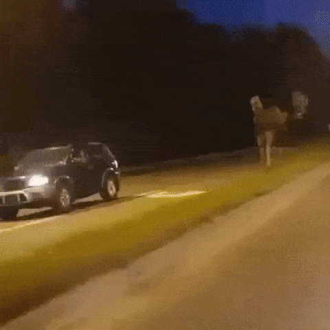 ezgifcom-optimize2-1581504134