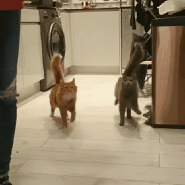 videotogif_20200217_184726-1581955042