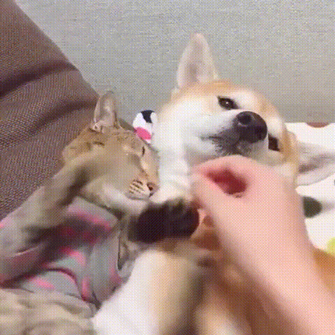 topgif