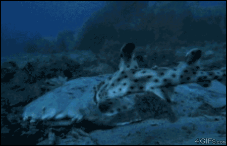 0_5d093_a8f42718_orig