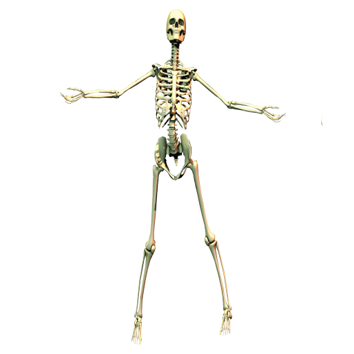 skeleton_PNG42665