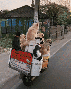 giphy-2