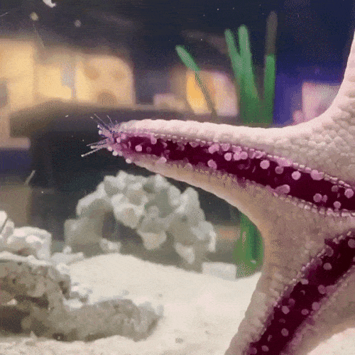 Морская звезда