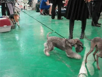 gifcam.ru.386087ccfb