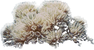 74153794_Beneath_the_Sea__10_