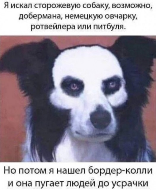 Собака