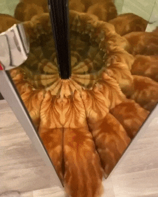 кот