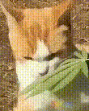 -же-надо-такое_что-трава-с-котом-сотворила_